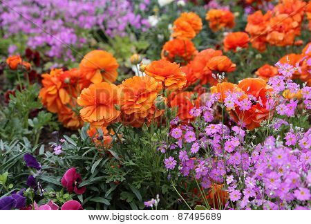 Beautiful Bright Flowers