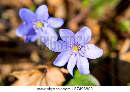 Vilolet Flowers