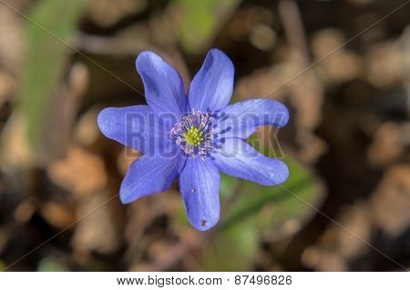 Vilolet Flower