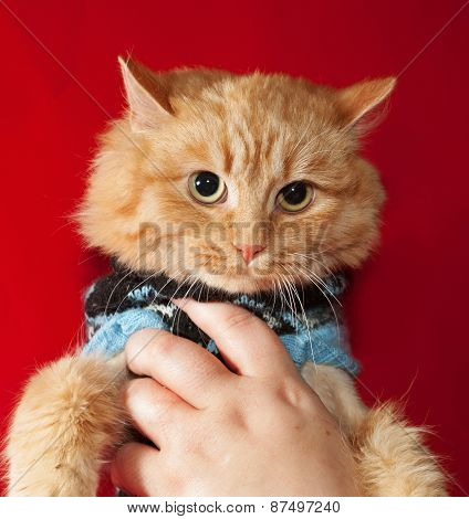 Ginger Bobbed Cat In Sweater On Red
