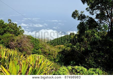 Tree Filled Mountain