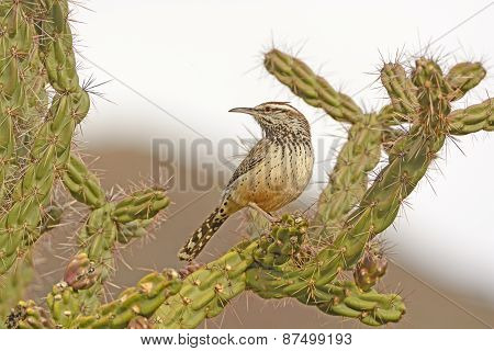 Cactus Wren On A Cholla In The Desert