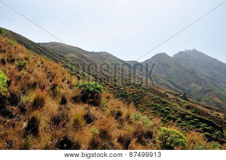 Bushes In Sera