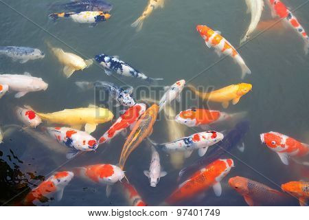 Lot Of Colorful Koi Fishes In Japanese Garden