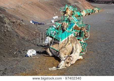 Camels At Timanfaya National Park Wait For Tourists