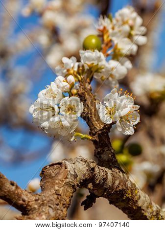 The Plum Blossom In Chiengmai - North Of Thailand.