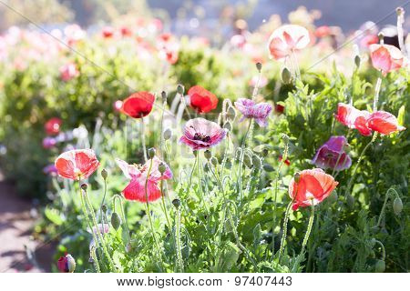 Red Poppy Flowers In Chiengmai - North Of Thailand.