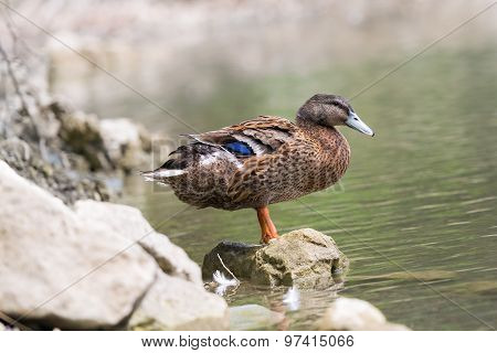 Duck sitting on a rock.
