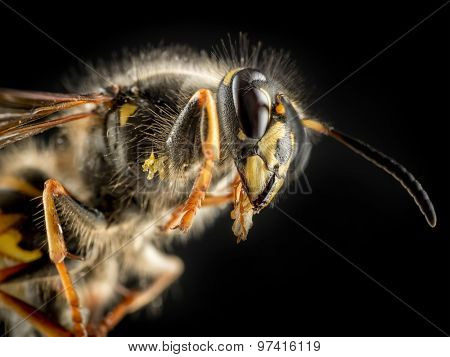 Macro shot of wasp on black background