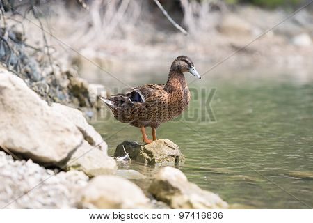 Beautiful duck portrait sitting on a rock.