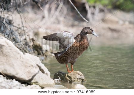 Duck shaking her wings at Beletsi lake in Greece.