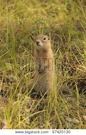 gopher