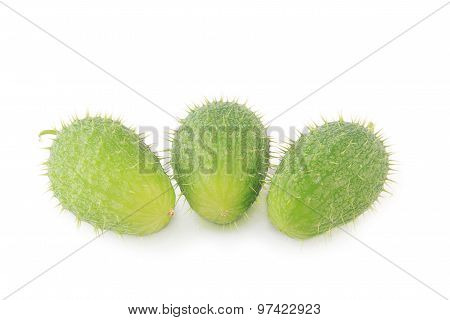 Ecballium