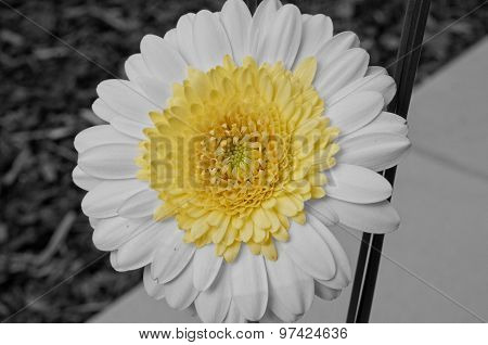 Yellow, black and white