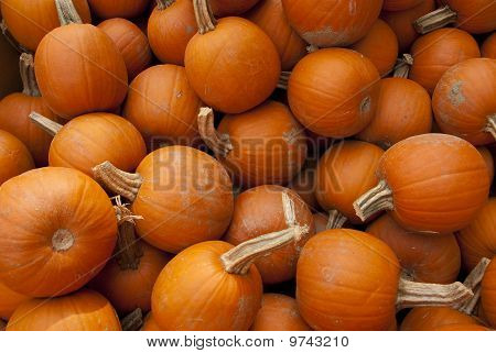 Pumpkins