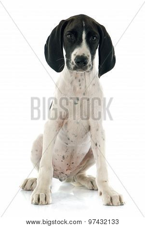 Puppy Braque D'auvergne