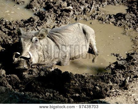 Wild Boar In The Mud