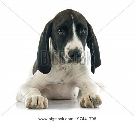 Puppy Braque D'auvergne