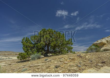 Lone Pine