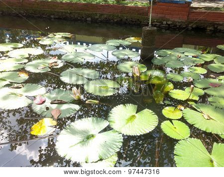 Waterlily