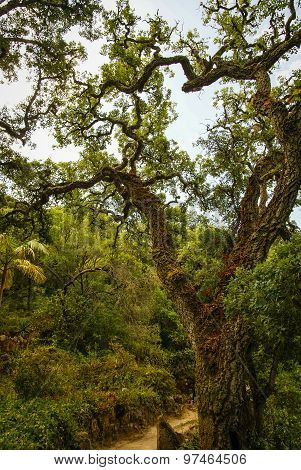 Forest Landscape At Monseraty Park, Cintra, Portugal