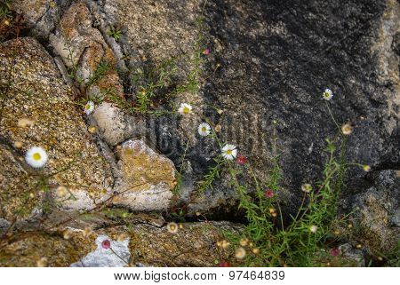 Flowers At Monseraty Park, Cintra, Portugal