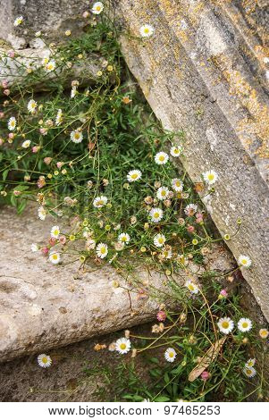 Flowers At Monseraty Park, Cintra, Portugal