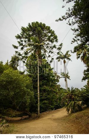 Forest Landscape At Monseraty Park, Cintra, Portugal