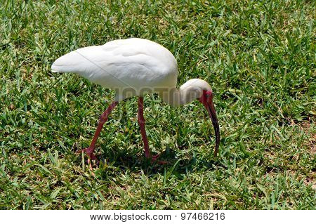 White Ibis Latin name Eudocimus albus