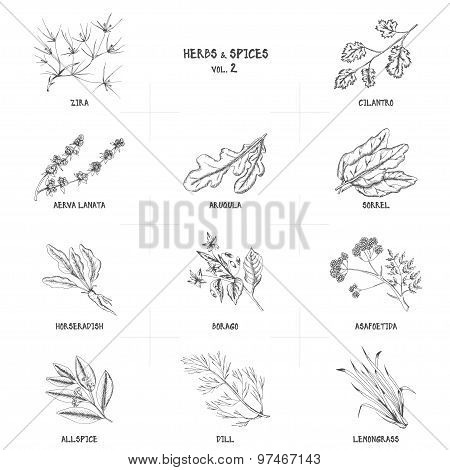 Hand drawn vector set of herbs and spices vintage illustrations.