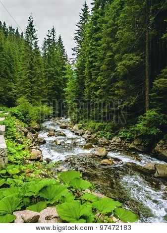 Nice scene with mountain river Prut in green Carpathian forest