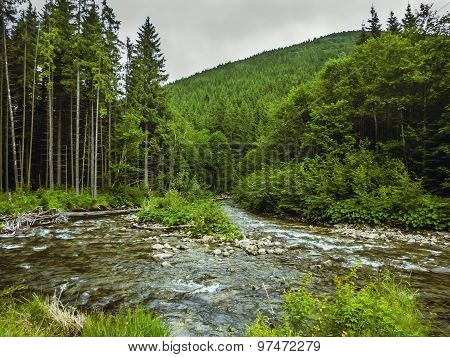 Nice scene with mountain river Prut in green Carpathian forest
