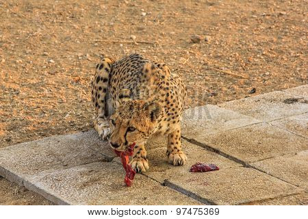 Cheetah