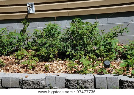 Raspberry Plants