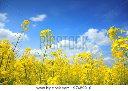Oilseed Rape