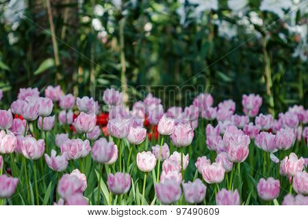 Blooming Spring Flowers Tulips In The Garden