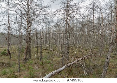 Evening In Swamp