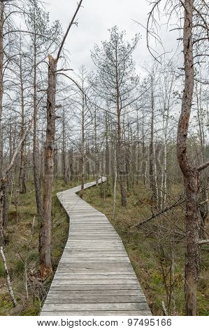 Narrow  Bridge To The Swamp