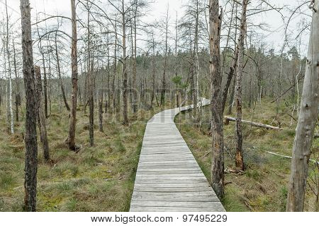 Bridge