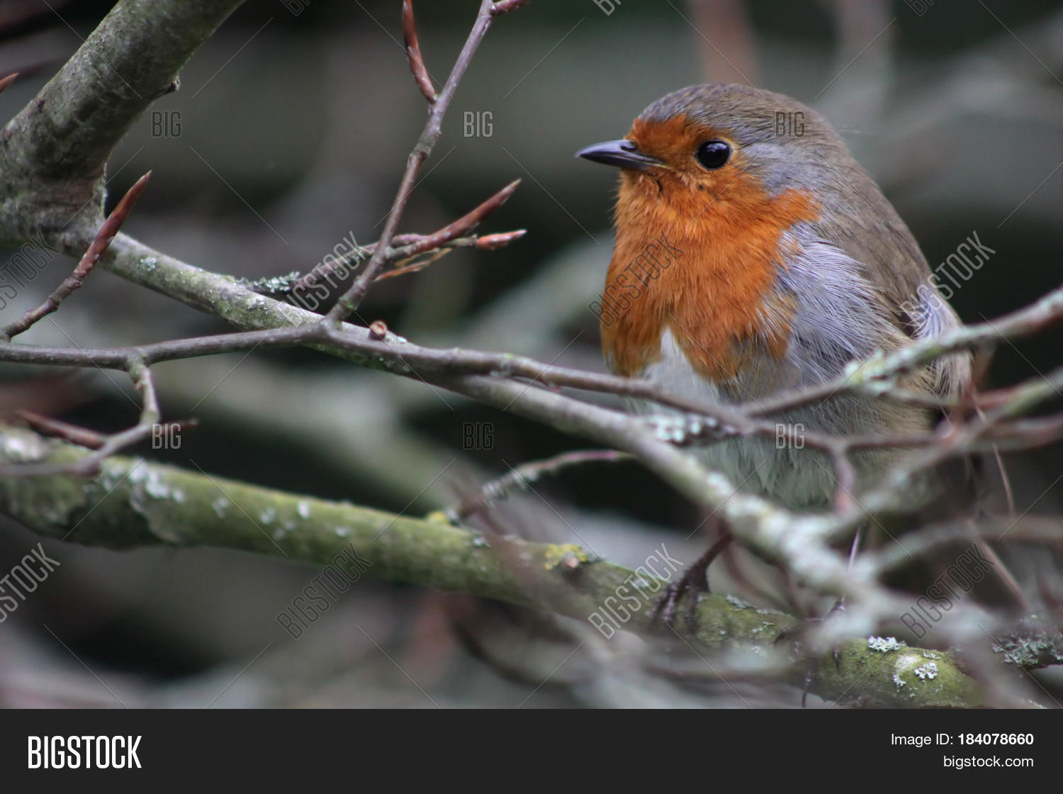 Red Breasted Robin On Image & Photo (Free Trial) Bigstock