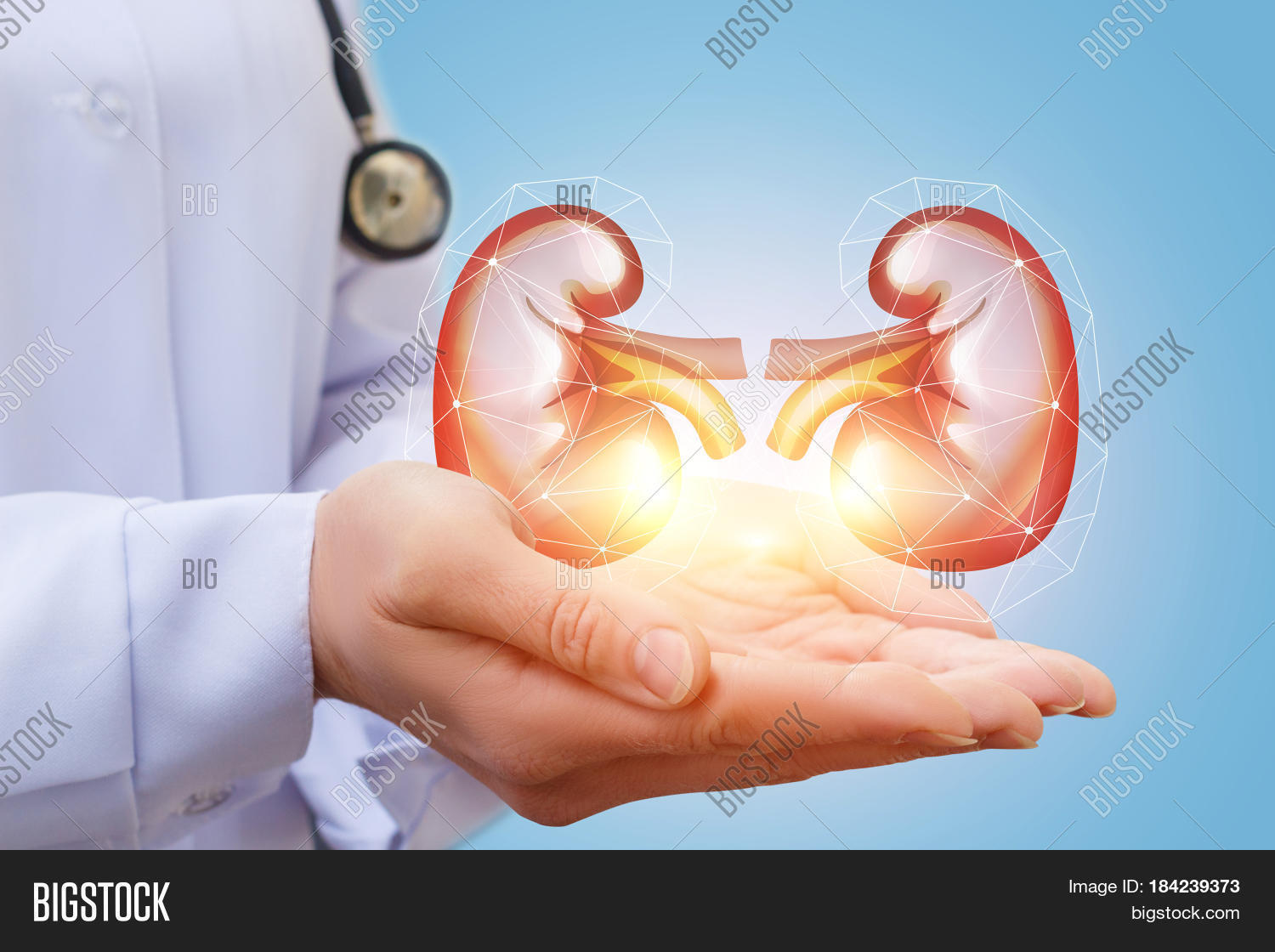 Doctor Shows Kidney Image & Photo (Free Trial) Bigstock