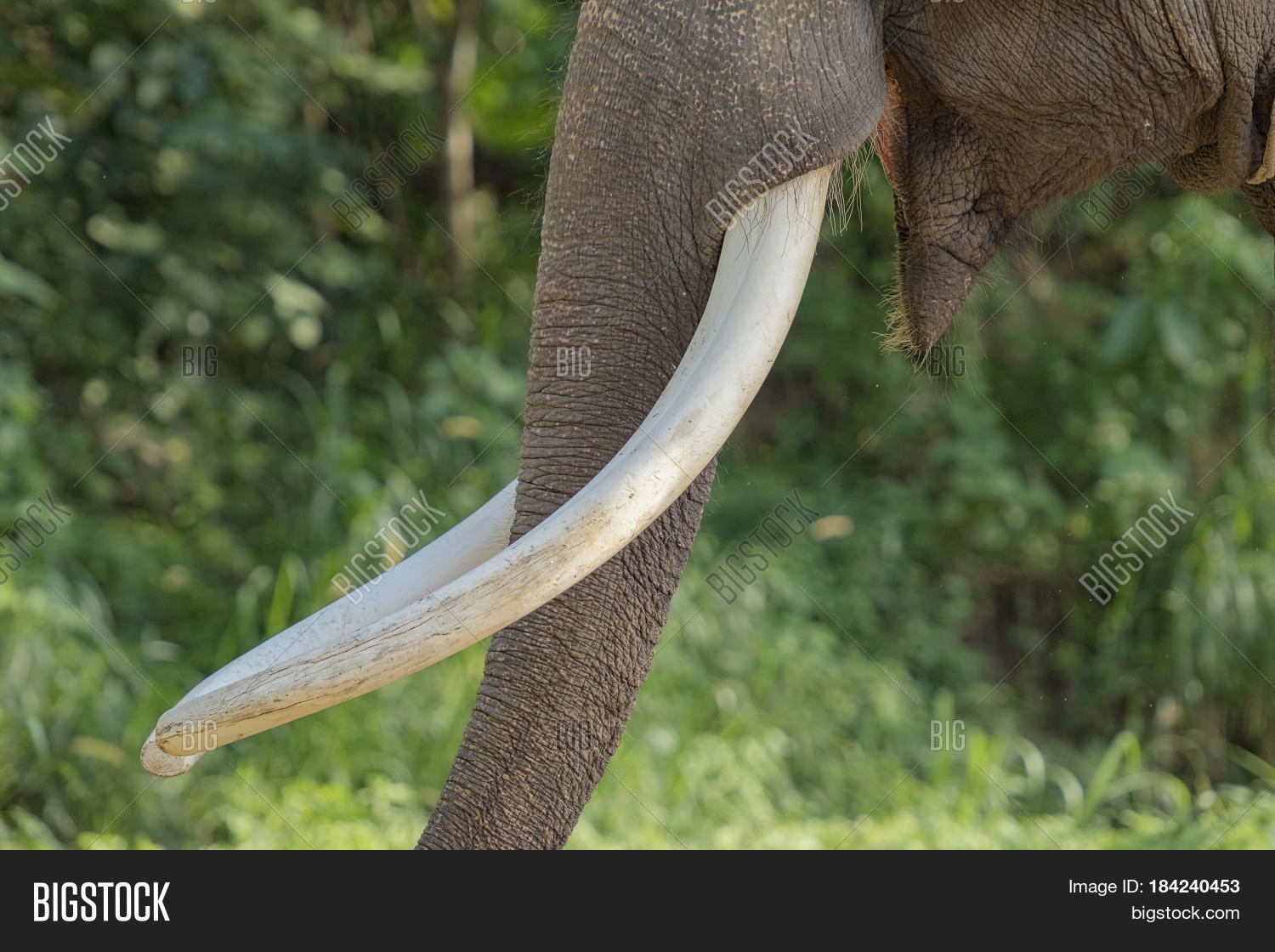Ivory Tusks Elephant Image & Photo (Free Trial) Bigstock