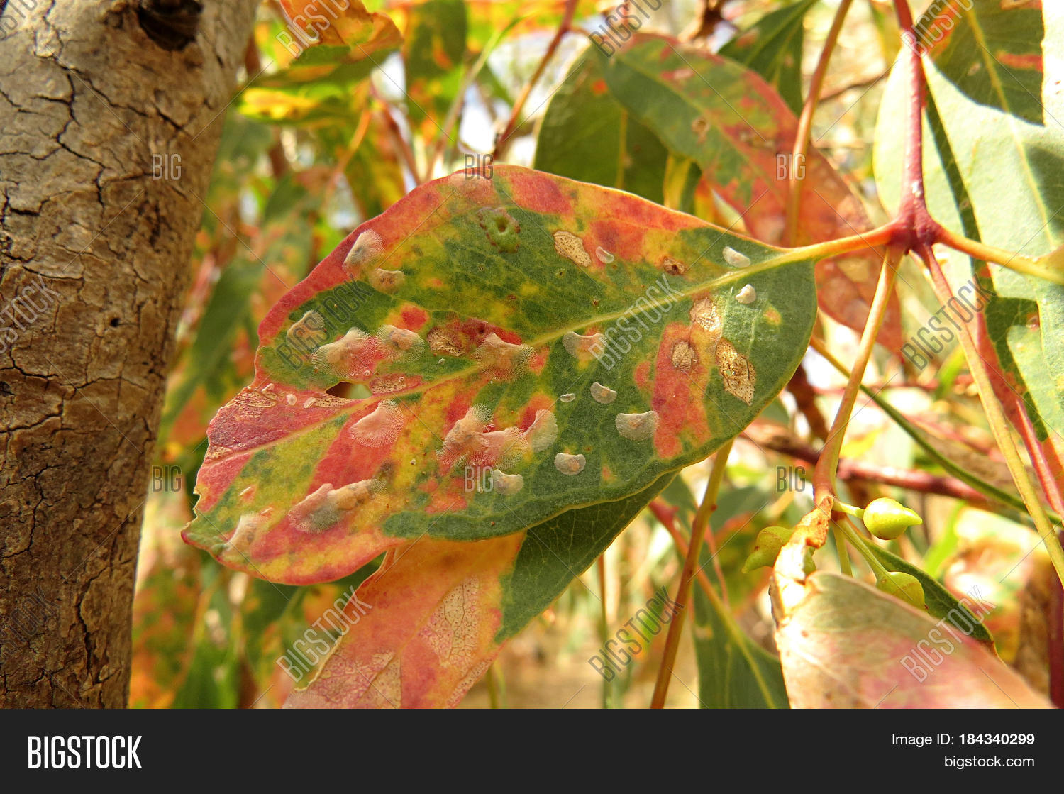Eucalyptus Gum Leaves Image & Photo (Free Trial) Bigstock