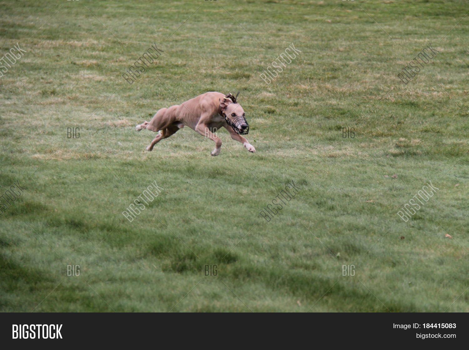 Lurcher Chasing Lure Image & Photo (Free Trial) Bigstock