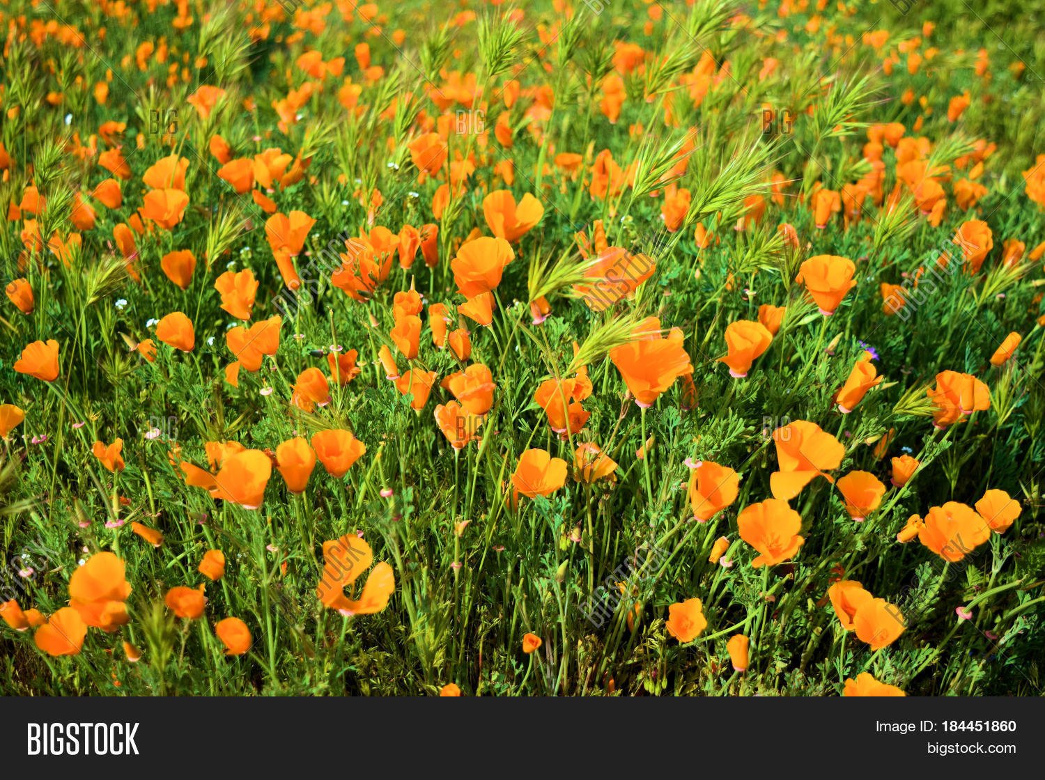 Poppy Flowers 图片和照片（免费试用） | Bigstock