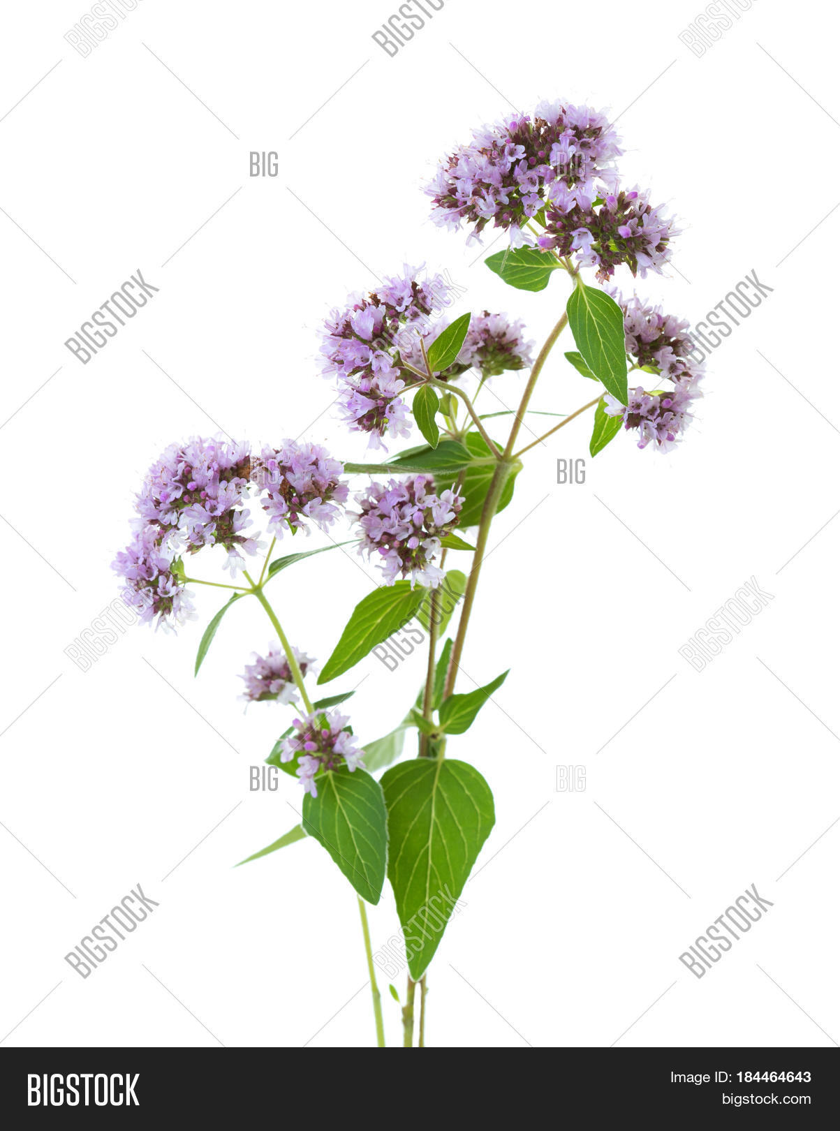 Flowering Oregano ( Image & Photo (Free Trial) Bigstock