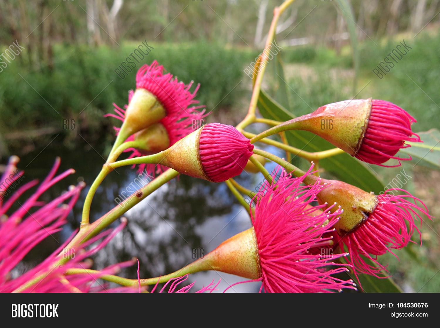 Pink Eucalyptus Gum Image & Photo (Free Trial) Bigstock — free download