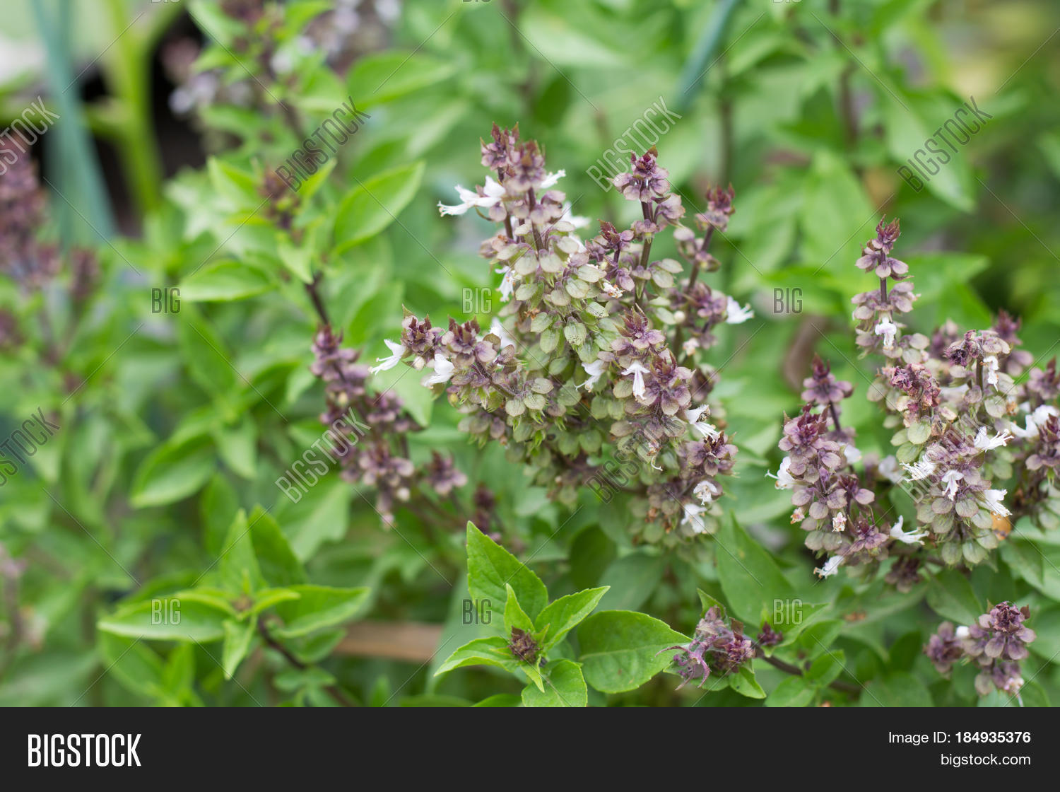 Daylight Basil Tree Image & Photo (Free Trial) Bigstock