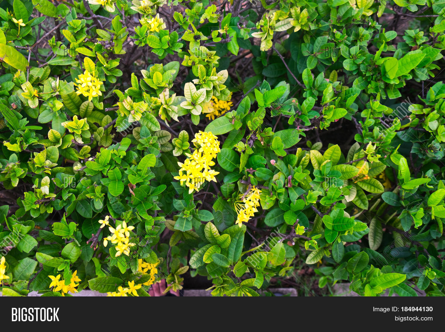 Yellow Flower Spike Image & Photo (Free Trial) Bigstock