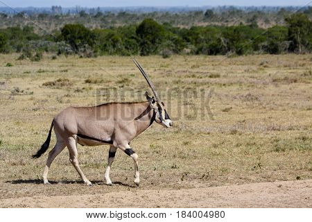 An oryx walks across an African plain